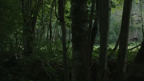 Through the forest road Vídeos de archivo 88904678