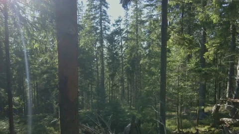 Through the forest. Suns rays. 库存影片 165160637