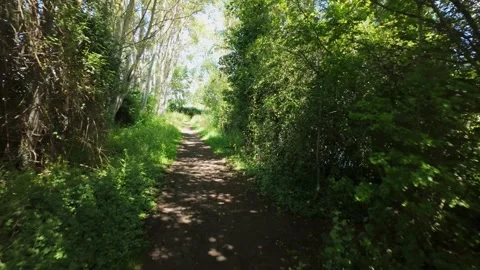 Through the forest with tall towering trees and a perfect blue sky Stock Footage 337495301