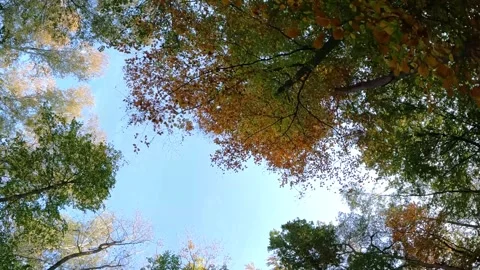 Through the forest with the view to the sky Stock Footage 250653216