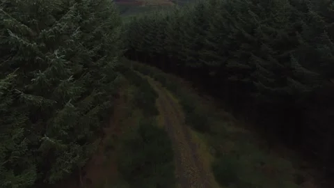 Through the forrest on the road Stock Footage 209991702