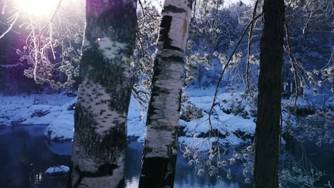 Through frosted branches to winter forest at dawn Stock Footage 72643192