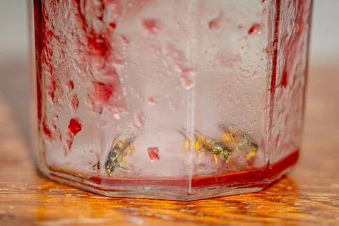 Through the glass of an empty jam jar where European wasps, Vespula germani.. Photos