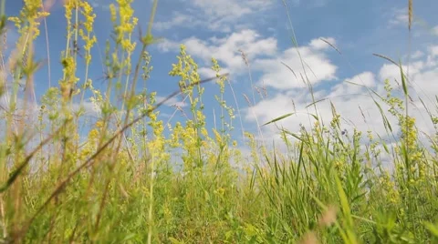 Through the grass 库存影片 7138571