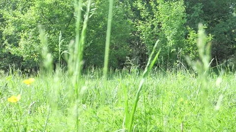Through the grass Stock Footage