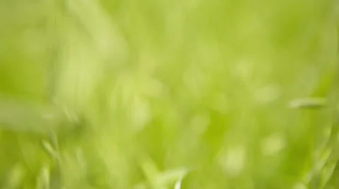 Through the Grass. HD 1080. Stock Footage 40699244