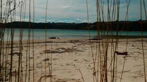 Through the Grass: Lake Kai Iwi's Tranquil Beauty Stock Footage 250141055