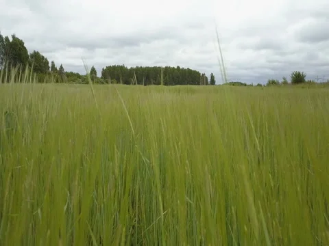 Through the grass over the field Stock Footage 80036618