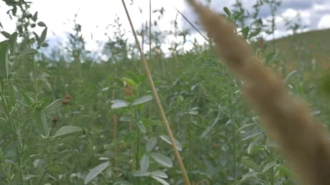 Through the grass on the summer field Stock Footage 81014582
