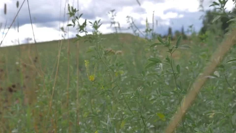 Through the grass on the summer field Stock Footage 81014591