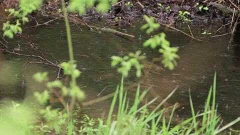 Through a green blade of grass a forest brook is visible. Stock Footage 130493758