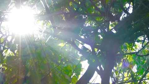 Through the green branches of trees in the smoke the sun shines Stock Footage 91401425