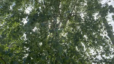 Through the Green Canopy Stock Photos