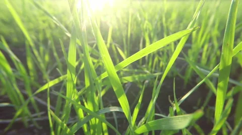 Through the green grass camera moves 스톡 동영상 51023440