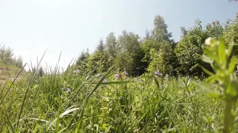 Through the green grass is visible mountain forest view from below Stock Footage 40593504
