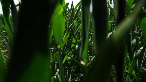 Through the green spikelets of wheat, towards the sun Stock Footage 131000739