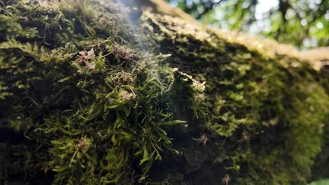 Through the Heart of an Ancient Tree – A Journey into Light and Shadow Stock Footage 310181189