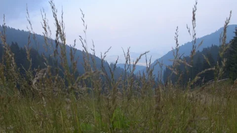 Through High Grass Stock Footage 94294009