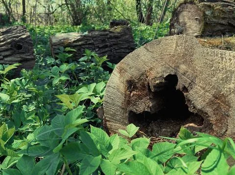A through hole in a cut tree log lying on the grass among a wild spring forest Stock Photos