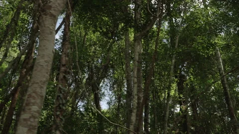 Through the jungle in the rainforest Stock Footage 152623978
