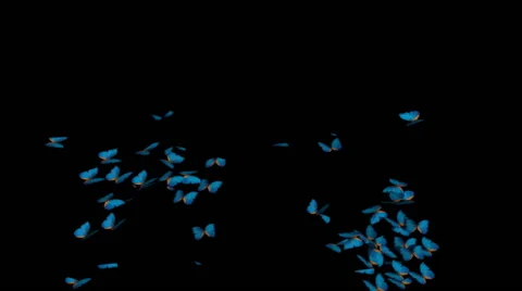 Through large accumulation of butterflies Stock Footage 54904712