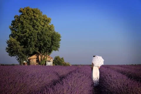 Through Lavender Stock Photos