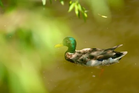 Through leaf duck Foto stock