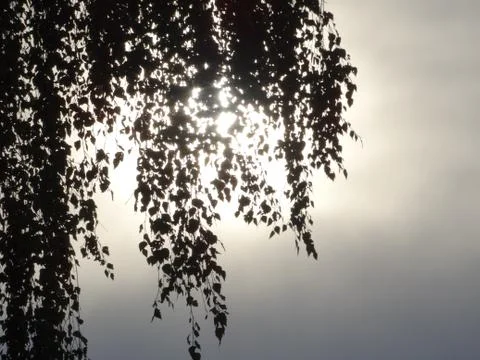 Through the leaves Foto stock