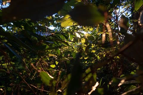 Through the leaves 스톡 사진