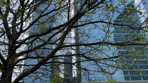 Through leaves tree one can see glass skyscrapers metropolis. Skyscrapers Video stock 274654043