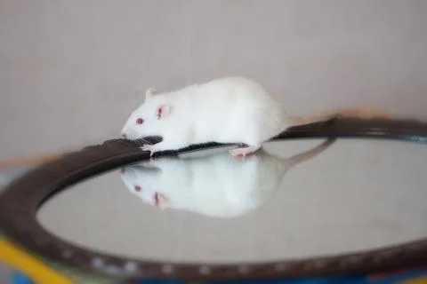 Through the looking glass concept. mouse white on the Stock-Fotos