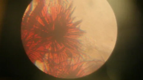 Through a Microscope Stock Footage 31559183