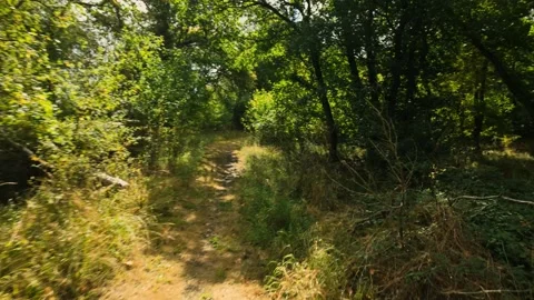 Through Monks Wood Forest, and around a corner, late summer Видео 344995433