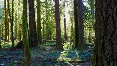 Through a mossy forest of trees Stock Footage 72969726