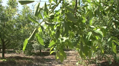 Through the nut branch Stock Footage 41138245