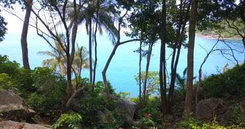 Through palm to open sea view Stock Footage 89521102
