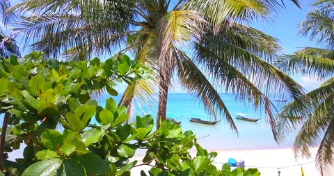 Through palm to open sea view Stock Footage 89524332