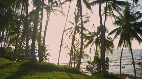 Through the palm trees go to the sea Stock Footage 95437774
