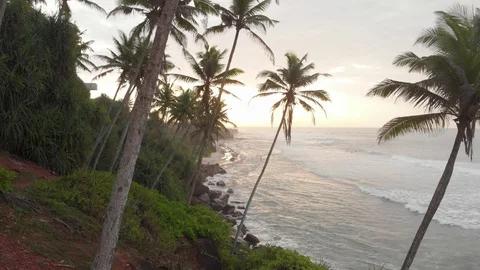 Through the palms to sunrise Video stock 103321919