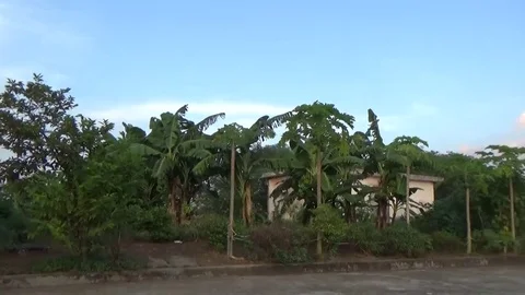Through papaya on the tree Stock Footage 69184536