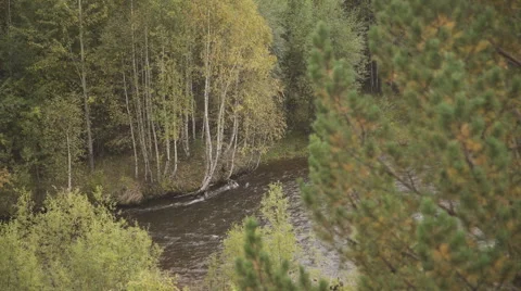 Through Pine and osier branches are visible fast river and birches on other side Stock Footage 64581713