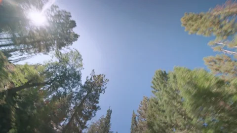 Up Through The Pine Canopy Stock Footage 342735194