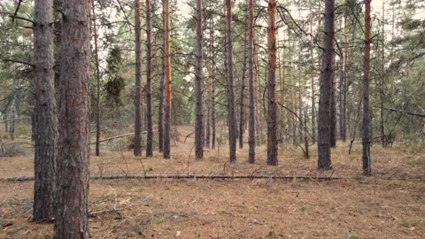 Through a pine forest in autumn. Video stock 168180645