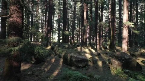 Through pine forest in the Himalayas  Stock Footage 250346623