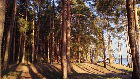Through pine forest at the river shore Video stock 194510878