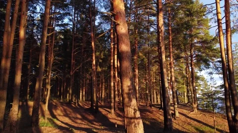 Through pine forest at the river shore Video stock 194511118