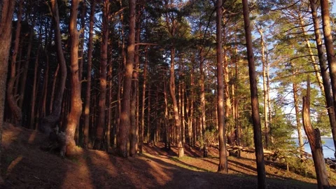 Through pine forest at the river shore Video stock 194511120