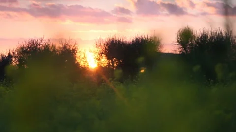 Through plants and the sun Stock Footage 112247616