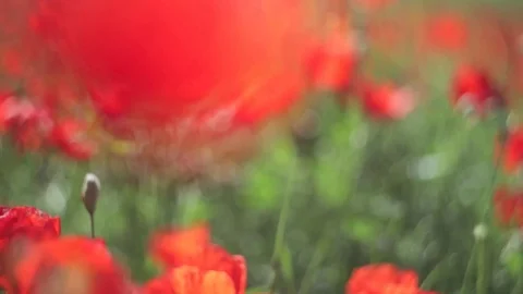 Through the poppies. Stock Footage 79011385