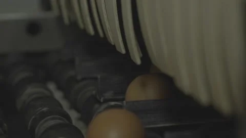 Through The Procedure Of Chicken Hatching ( Sizing) Stock Footage 231504459